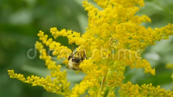 大黄蜂在金棒的黄色花朵上视频的预览图