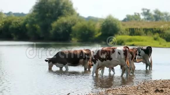 许多白色和棕色的动物在河边放牧奶牛喝水晴天视频的预览图