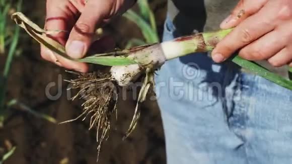 农夫正在清理年轻的大蒜植物刚从地里摘下来视频的预览图