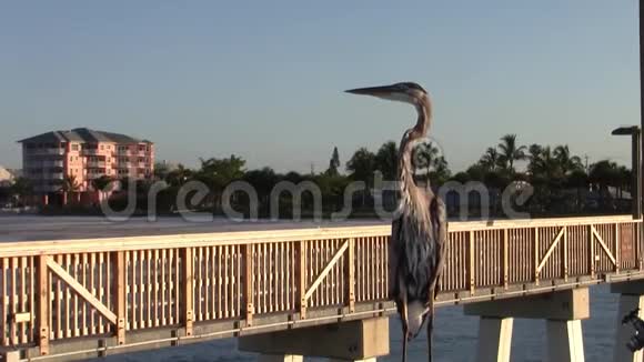 迈尔斯堡海滩钓鱼码头的鸟视频的预览图
