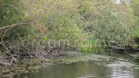 挂着绿叶的树枝挂在夏日的湖水上视频的预览图