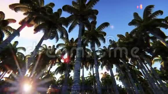 日出时驱车穿过棕榈树绿色丛林视频的预览图