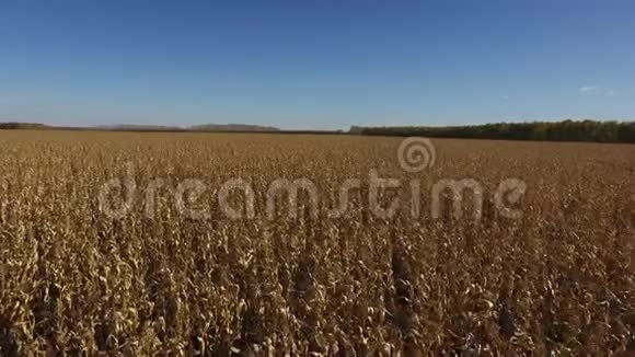夏季收获的黄玉米地鸟瞰图视频的预览图