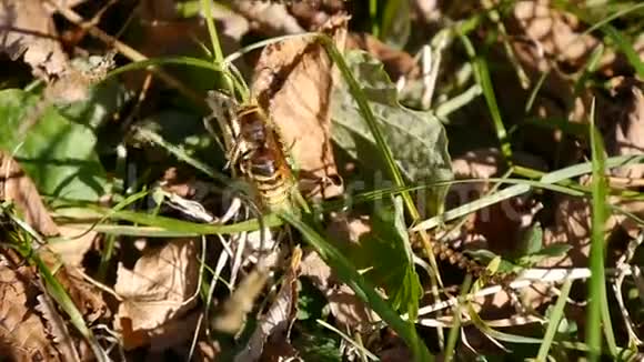 黄蜂昆虫超级特写视频的预览图