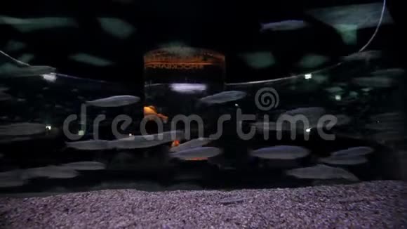 鱼在水族馆里游泳地下隧道水下海洋生物视频的预览图