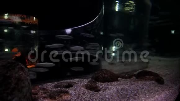 鱼在水族馆里游泳地下隧道水下海洋生物视频的预览图