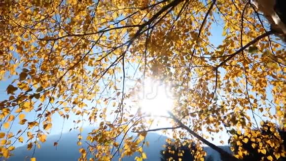 黄叶树枝视频的预览图