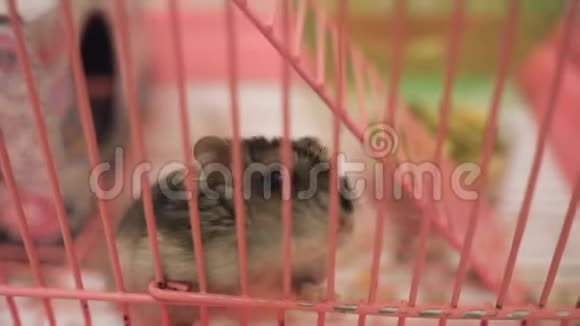 有着粉红色鼻子和黑色眼睛的滑稽仓鼠啃着笼子视频的预览图