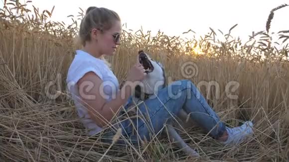鹤射中戴太阳镜的年轻女孩手里拿着金色的小穗在麦草场和西伯利亚哈士奇玩耍视频的预览图