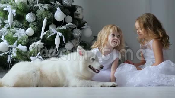 小妹妹们在圣诞前夜讲述秘密她们穿着白色连衣裙在新年树的背景下坐在狗旁边视频的预览图