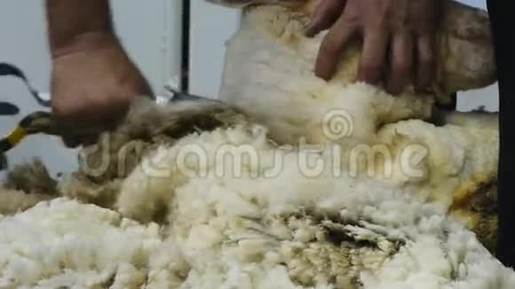 用剪刀剪绵羊的特写镜头视频的预览图
