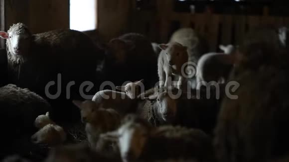 两只羔羊站在一只羊上谷仓里的羊群一群棕色的绵羊视频的预览图