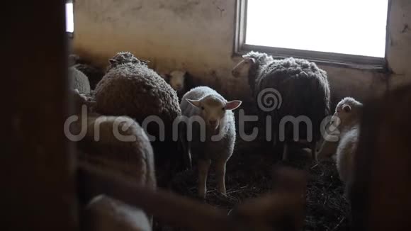 美丽甜美的羔羊看着相机羊群在马厩里的小羊和羊在谷仓放羊视频的预览图