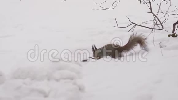 跑松鼠冬天一只灵活的松鼠在雪地里奔跑视频的预览图