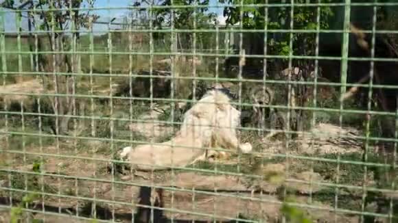 美丽的狮子正在动物园休息视频的预览图