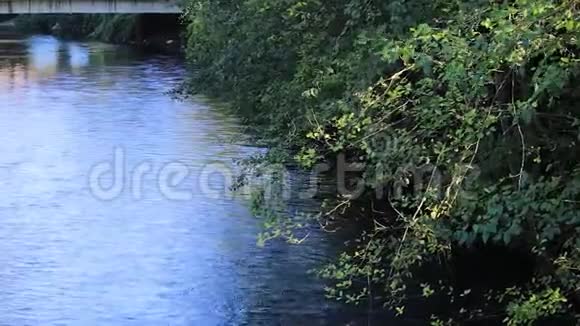 夏末的树挂在河水上水面上有影子视频的预览图