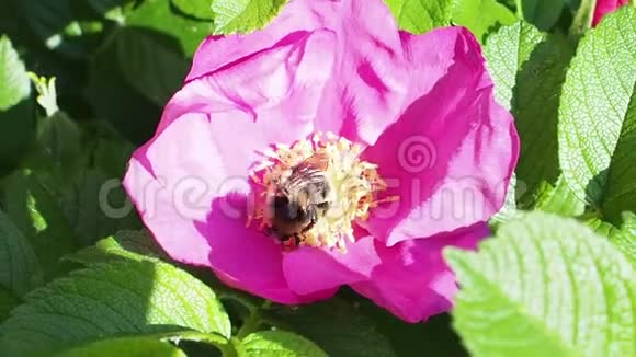 大黄蜂从粉红色的玫瑰花中收集花粉视频的预览图