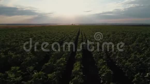 日落时向日葵花田的空中摄影绿葵花田鸟瞰视频的预览图