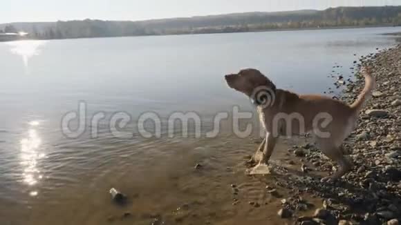 狗在水里吠视频的预览图