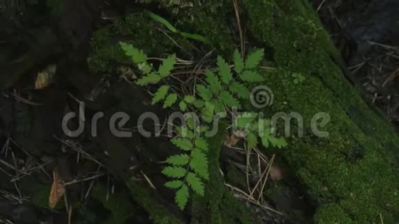 电影视频旋转顶部视图与一棵孤独的树从苔藓生长视频的预览图