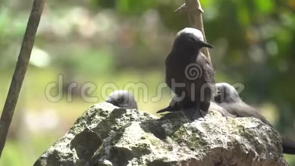 愚蠢的野生灰燕鸥视频的预览图