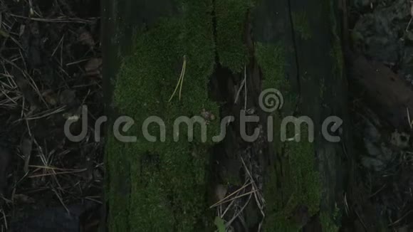 从上面看电影录像一棵孤独的树从苔藓上生长视频的预览图