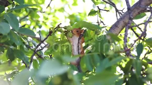 红发搞笑松鼠在树上跑去找坚果视频的预览图