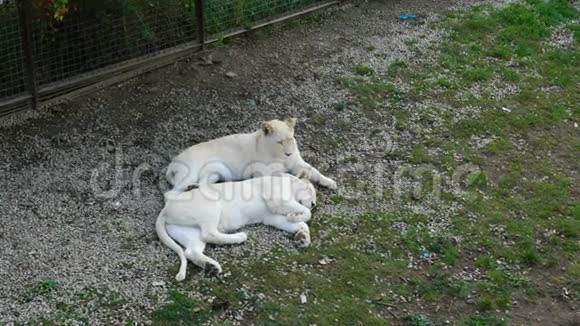 两只白色的小狮子在动物园的领地上视频的预览图