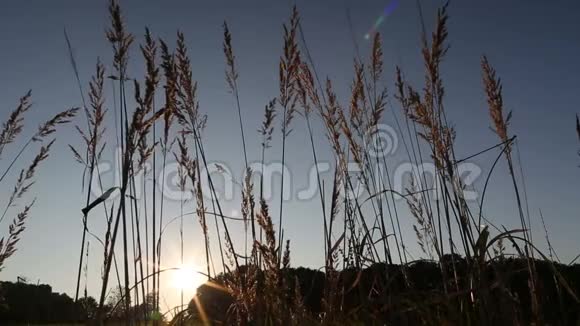 夕阳西下带太阳耀斑的背光野草视频的预览图