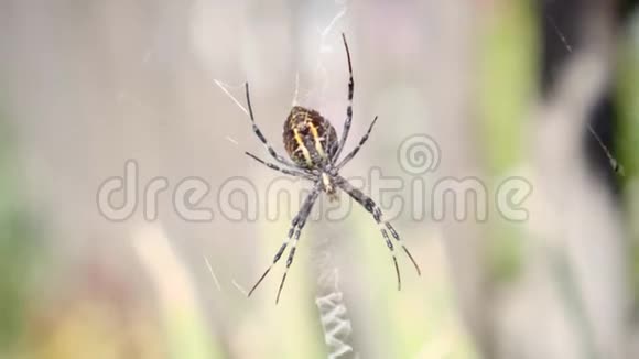 黄黑蜘蛛在她的蜘蛛网阿乔普布伦尼奇视频的预览图