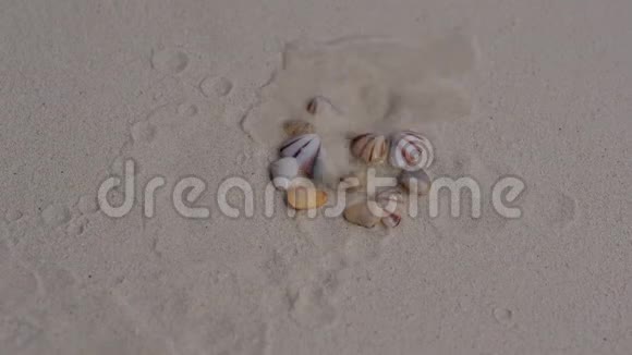 贝壳埋在沙子里视频的预览图