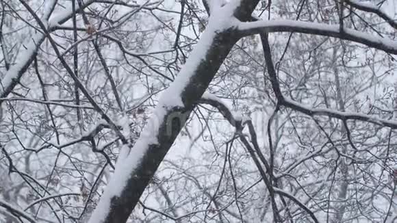 雪落在城市公园树木模糊的背景上令人失望光线背景背景模糊视频的预览图