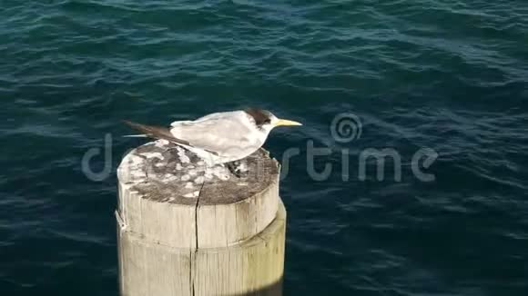 布塞尔顿码头的燕鸥视频的预览图