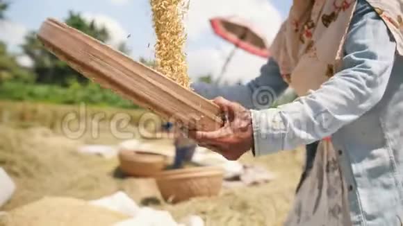 巴厘岛的农场工人在田间播种亚洲传统农业水稻收获过程4K慢动作视频的预览图