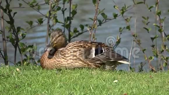野鸭正在湖上清理羽毛特写镜头拉丁文名称PlatyrhynchosAnas视频的预览图