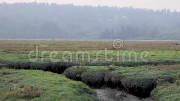在湿地的水流中攀爬视频的预览图