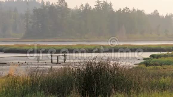 高高的湿地草在微风中摇曳视频的预览图