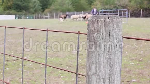 农场里的围栏放羊的背景视频的预览图