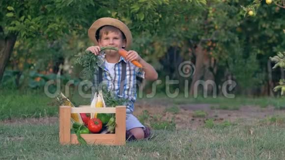 收获的家胡萝卜小男孩坐在花园里有机蔬菜的木箱旁边视频的预览图