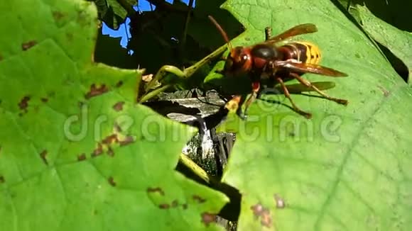 美丽而可怕的大黄蜂大黄蜂被惊吓了一跳在柔和的秋日下沿着一片绿色的葡萄叶走去视频的预览图
