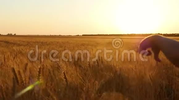 一个快乐的孩子在日落时穿过一片成熟的金色小麦视频的预览图