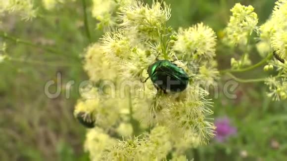 盛开的绿甲虫视频的预览图