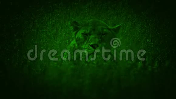夜视镜母狮在长草中仰望视频的预览图