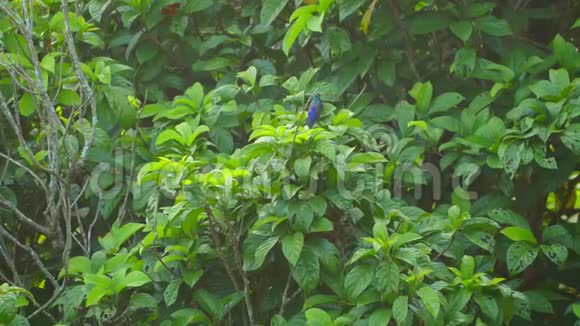 棕褐色的太阳鸟栖息在树枝上飞走了视频的预览图