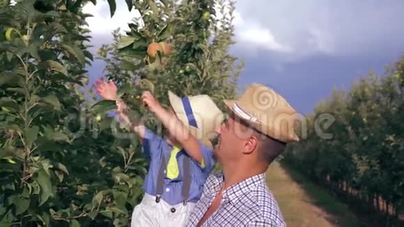 一家人的收获父亲带着戴着草帽的小儿子手里拿着一篮子水果在果园里摘苹果视频的预览图