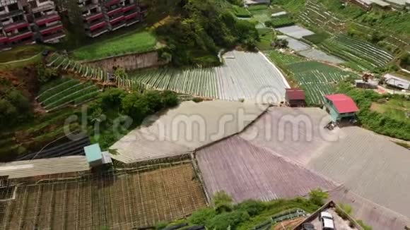 马来西亚卡梅隆高地基亚农场的鸟瞰图视频的预览图