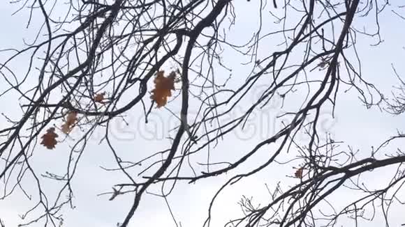 树枝上一片干燥的橡树叶随风摇曳视频的预览图