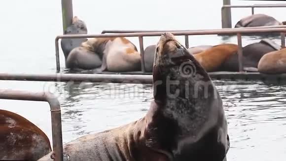 巨大的海豹用牙齿咬和抓伤背部视频的预览图