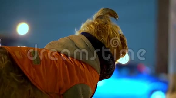 约克郡的猎犬穿着橙色羽绒服晚上在一条下雪的城市街道上迷路了下雪了他在发抖视频的预览图