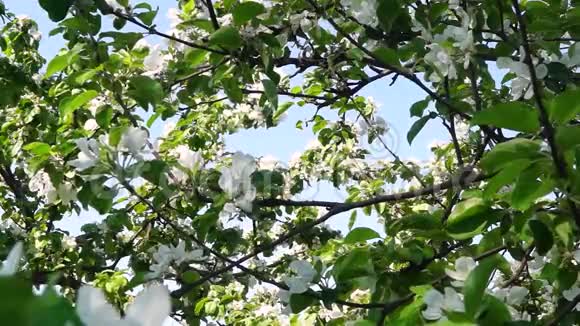 夏季花园中盛开的苹果树的叶面和花朵视频的预览图